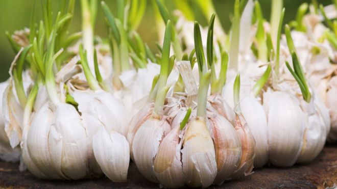garlic smell 